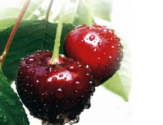 Meyve ve Sebzenin Faydaları - Avrupa Yakası Hal Müdürlüğü